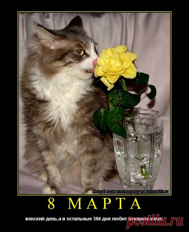 Котоматрица: Поиск котоматрицы