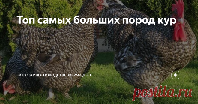 Топ самых больших пород кур Планируя разведение кур с целью получения мяса, вполне логичным является стремление каждого владельца птицефермы или домашнего хозяйства выбрать те породы, которые позволят получить максимальную прибыль и большие объемы питательного продукта. Поэтому путем селекционирования уже выведены большие куры, и дальше продолжаются эксперименты в этом направлении. Но большая масса — далеко не единственная важная характеристика при выращивании мясных кур. ...