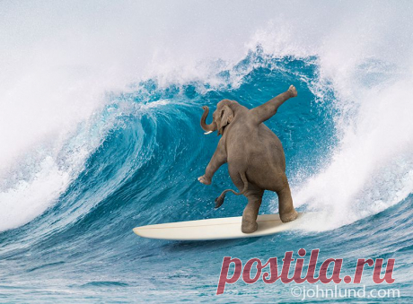 Funny-Elephant-Picture.jpg (800×590)