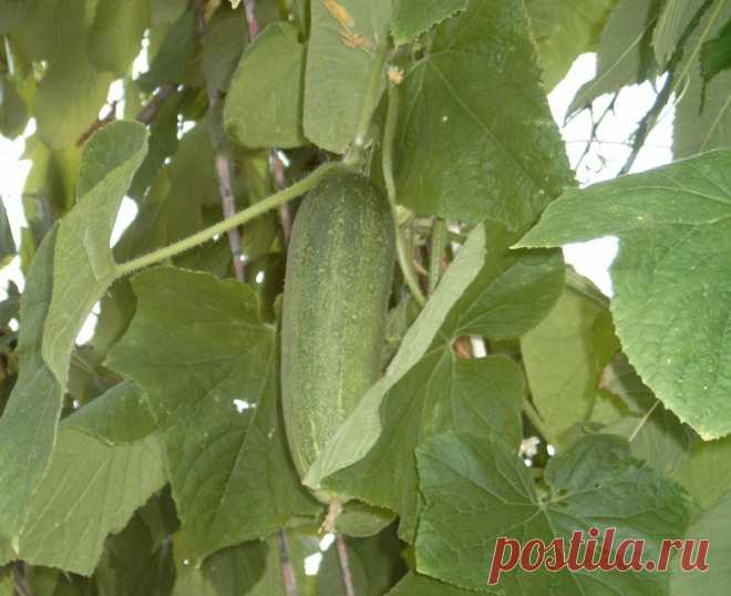 Психологический портрет Зелёного Огурчика. / Журнал садовода Tangeya / 7dach.ru