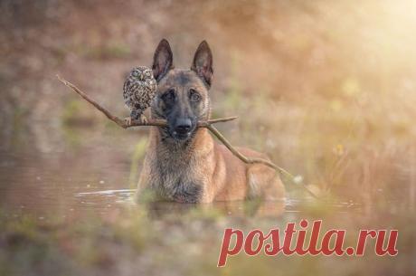 Истории о животных. Удивительная дружба между разными животными. Три сюжета