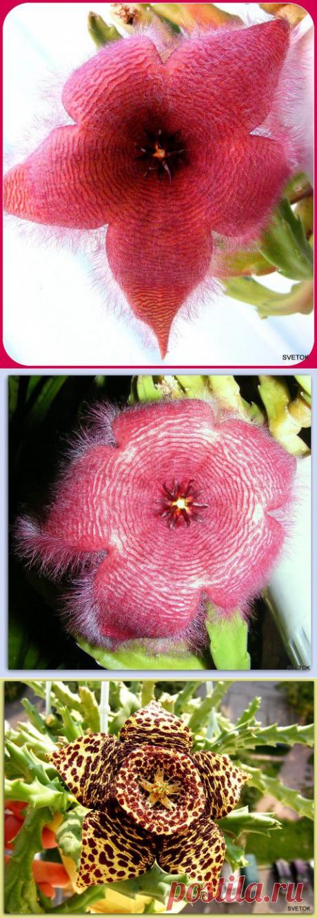 Цветение суккулентов. | Самоцветик