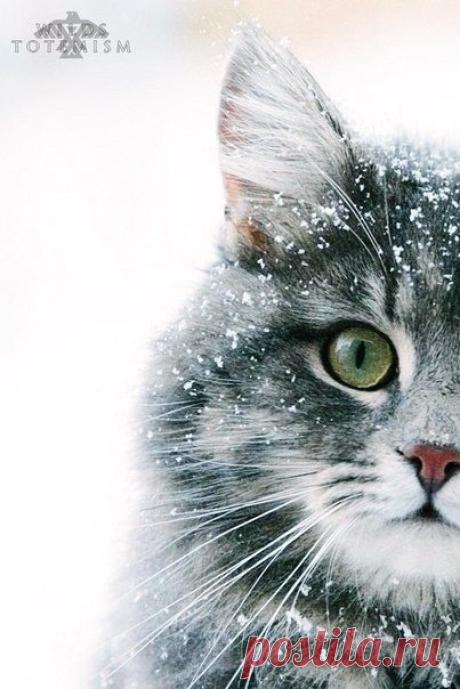 Даже котики радуются снежной зиме, а вы?