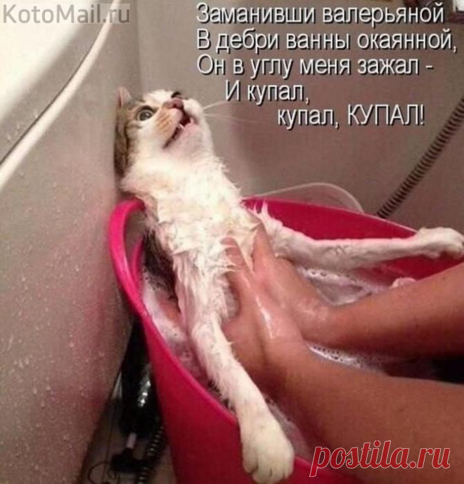 Банный день