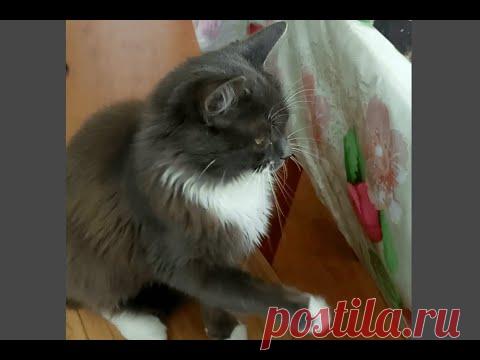 Кошка Муся дает лапку