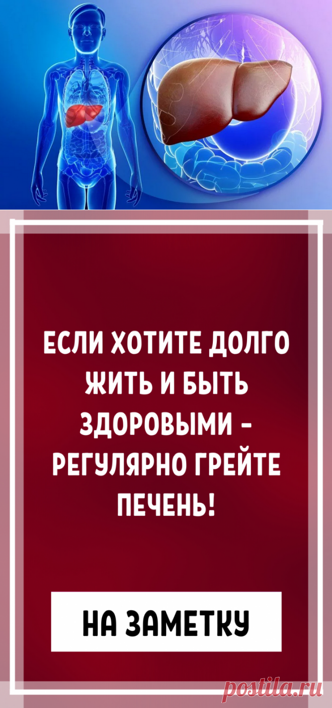 Если хотите долго жить и быть здоровыми – регулярно грейте печень!