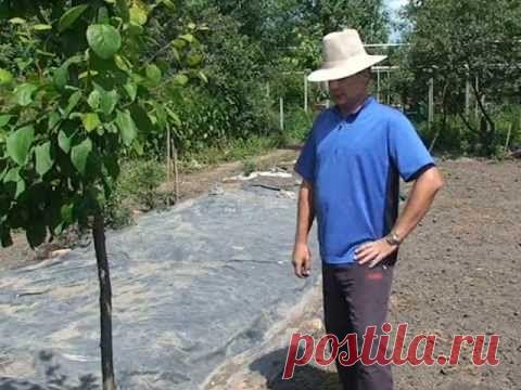 9 способов борьбы с сорняками / Огород / 7dach.ru