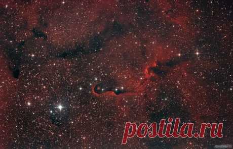 Туманность «Хобот слона» IC 1396. Автор фото – Александр Тюлькин. Телескоп: SW BK P2008 Steel + KomakorrF4; Монтировка: SW EQ6 Pro; Камера: Canon 550Dmod; Гид: QHY5L-II-M на внеосевике; Фильтр: Astronomik cls-ccd clip; Кадры: 81 х 600 сек (13.5 часов), ISO 800, дарки, биасы, флеты; Программы: PHD2 ,DSS, FitsWork, Photoshop.