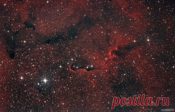 Туманность «Хобот слона» IC 1396. Автор фото – Александр Тюлькин. Телескоп: SW BK P2008 Steel + KomakorrF4; Монтировка: SW EQ6 Pro; Камера: Canon 550Dmod; Гид: QHY5L-II-M на внеосевике; Фильтр: Astronomik cls-ccd clip; Кадры: 81 х 600 сек (13.5 часов), ISO 800, дарки, биасы, флеты; Программы: PHD2 ,DSS, FitsWork, Photoshop.