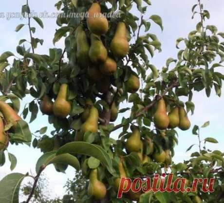 ВОЗРОЖДАЕМ СТАРУЮ ГРУШУ.