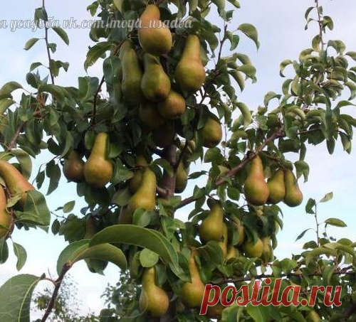 ВОЗРОЖДАЕМ СТАРУЮ ГРУШУ.