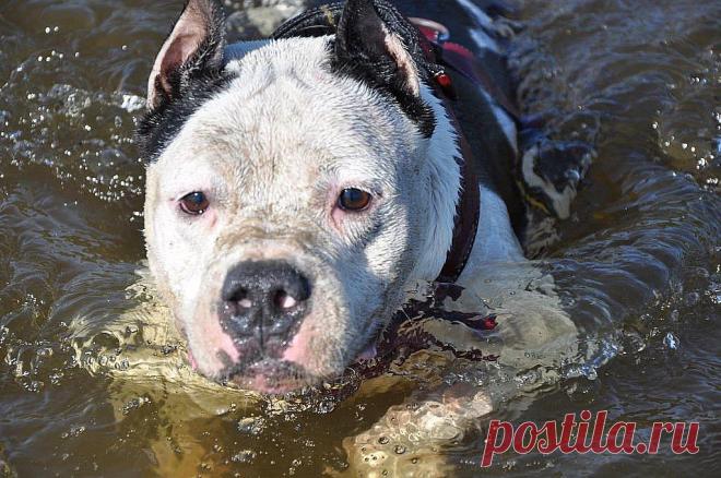 ARCTIC GLOW GALACTIC STAR