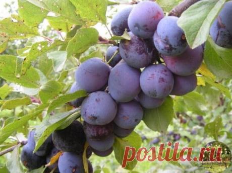 KАК УГОДИТЬ СЛИВЕ, ЧТОБЫ НЕ ОТПАДАЛА?
Есть у слив неприятная особенность: чуть что не понравилось – сразу начинают осыпаться плоды. Причем так интенсивно, что можно лишиться всего урожая. Чтобы этого не произошло, надо знать: как угодить сливе.
БЕЗ ВРЕДИТЕЛЕЙ.
Чаще всего осыпаются сливы из-за личинок пилильщика и сливовой плодожорки. В этом случае на плодах будут червоточины. Защитить урожай можно опрыскиванием Актарой или Конфидором. Правда сложность в том, что плодожорка дает три поколени