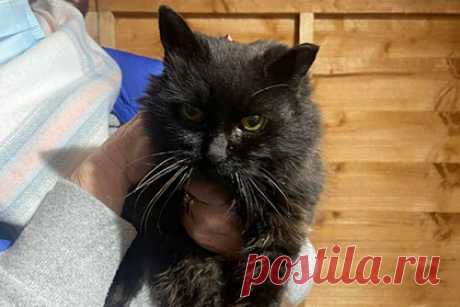 Пропавшая девять лет назад кошка воссоединилась с хозяевами накануне Рождества. Жительница района Траффорд, графство Большой Манчестер, воссоединились с пропавшей девять лет назад кошкой по кличке Марли. Кошка потерялась в 2012 году — она вырвалась из шлейки во время прогулки на улице. В декабре животное обнаружил мужчина и принес его в приют, где у Марли нашли микрочип.