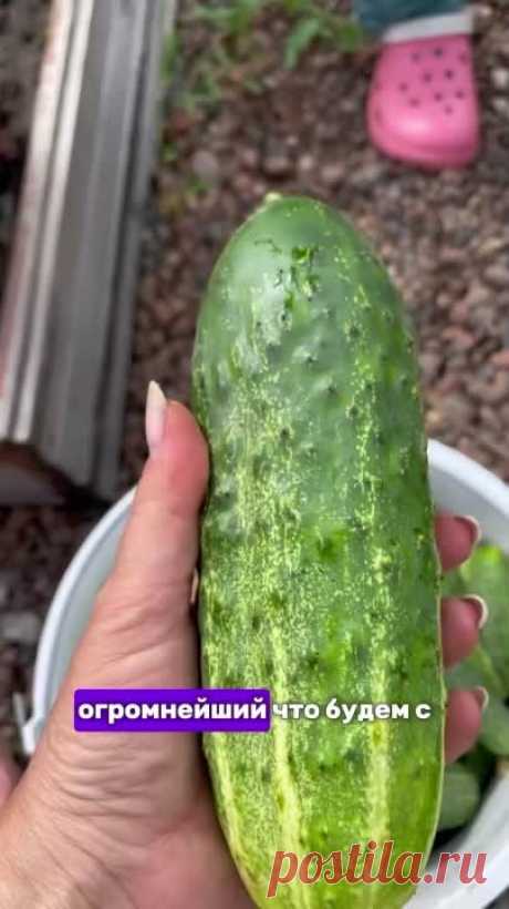 Раньше шли в компост, а теперь в дело!