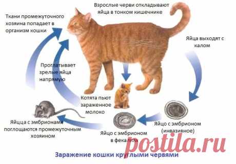 Есть ли глисты у кота: как определить гельминтоз