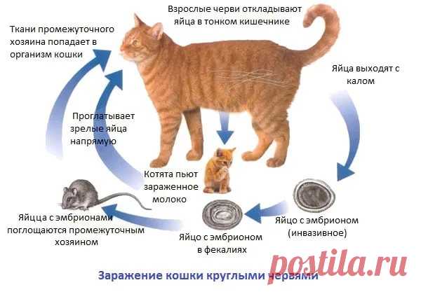 Есть ли глисты у кота: как определить гельминтоз