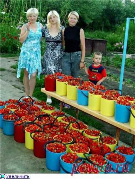 Обмен опытом: выращивание садовой земляники (клубники).