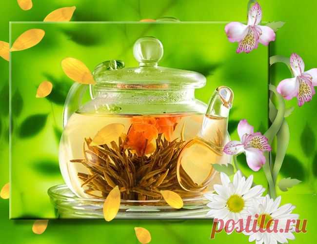 Лечебные травки и чаи от простудных заболеваний. Природа нам в помощь.