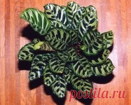 Маранта.
Семейство Марантовые (Marantaceae)насчитывает около 25 видов и разновидностей растений. Маранты — лиственно-декоративные травянистые невысокие растения (до 25-30 см), завезенные в Европу из тропических лесов Южной Америки, Бразилии. Маранты имеют прямонаправленные или стелющиеся побеги и клубневидные корни (иногда без них).Они отличаются исключительно эффектной окраской листьев. Листья широкоовальные, линейно-ланцетовидные, длиной до 15 см, сидящие на небольших черешках, с темно-коричне