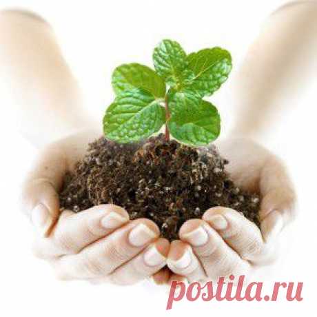 ТОП-10 средств для защиты растений