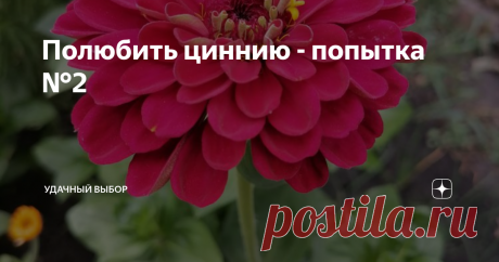 Полюбить циннию - попытка №2 Цинний много разных сортов, поэтому после первого неудачного их выращивания (выросло не пойми что, мелкое, некрасивое) уговорила себя на вторую попытку. Решила выбрать сорта с махровыми и крупными цветами.  Причем махровые и крупные - это разные циннии.🙂 В общем из всего многообразия семян в нашем гипермаркете для дачников выбрала эти два пакета. На рассаду сеяла в апреле в парник. Что выросло? Начну рассказ с георгиновидной, потому что она уж...