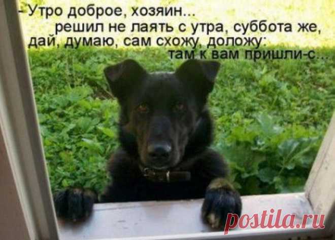 -  УТРО ДОБРОЕ, ХОЗЯИН...
       РЕШИЛ НЕ ЛАЯТЬ С УТРА, СУББОТА ЖЕ,
ДАЙ, ДУМАЮ, САМ СХОЖУ, ДОЛОЖУ:
              ТАМ К ВАМ ПРИШЛИ - С...