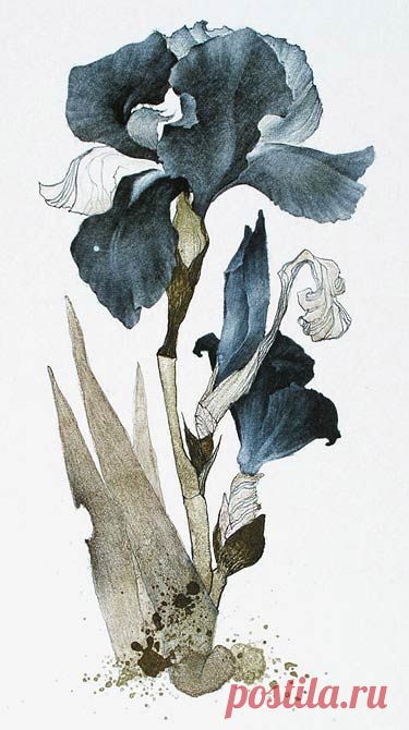 Marina Richterova（Russian, b.1962） Iris  japanese cycle 2006 Print - lithography" Like the detail in her work and the colour palettes she chooses. S  - B-sides