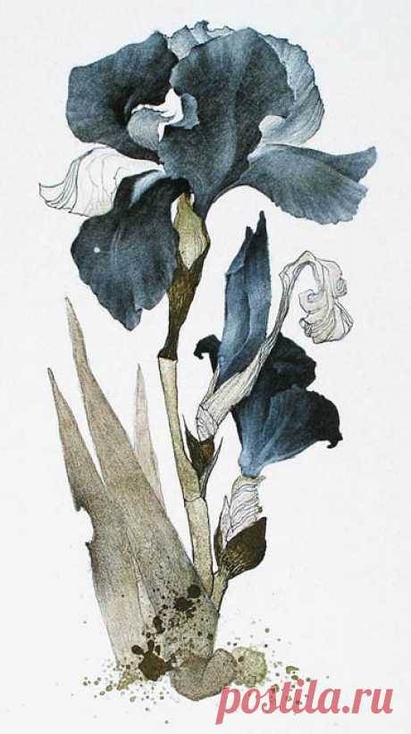 Marina Richterova（Russian, b.1962） Iris  japanese cycle 2006 Print - lithography&quot; Like the detail in her work and the colour palettes she chooses. S  - B-sides