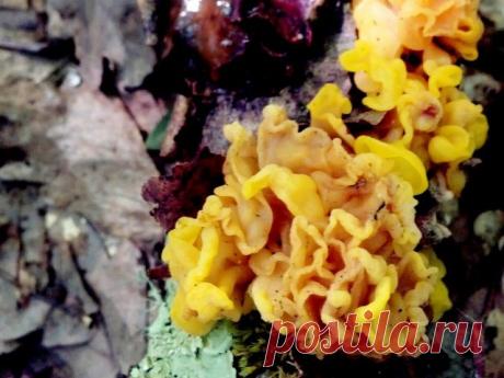 Дрожалка оранжевая (Tremella mesenterica)