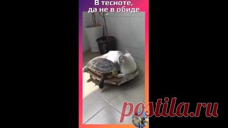 В тесноте, да не в обиде