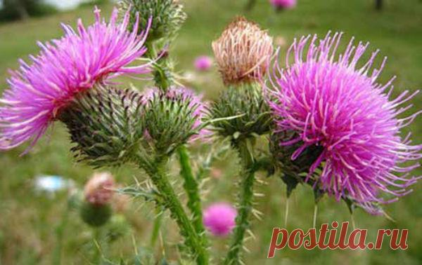 Расторопша, полезные свойства и противопоказания, рецепты