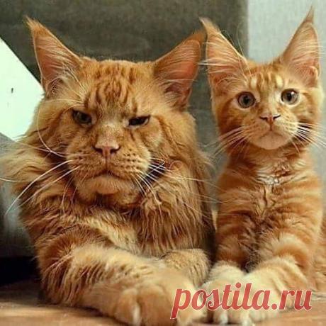 Подборка действительно опасных котов