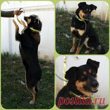 Москва, Коломна
В добрые руки собака.
Удивительная бывшедомашняя собачка Долли в добрые руки!
Возраст около 2 лет, здорова, привита, стерилизована,
небольшого роста - по колено.

Характер лидерский по отношению к другим животным, и
абсолютно добрейшее существо по отношению к людям, ласковая, умеет слушаться, понимает и выполняет все команды, ТАНЦУЕТ НА ЗАДНИХ ЛАПКАХ.

Ищем для Долли хозяев, обладающих опытом и знаниями по содержанию собаки в доме.
89036135757 Ольга