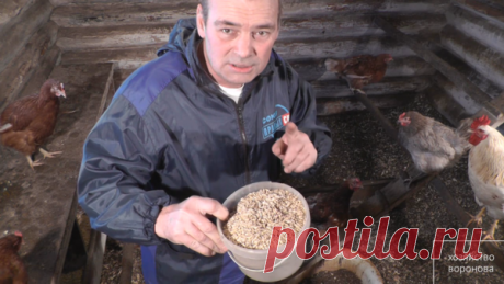 Почему зимой, перед сном курам нужно кушать зерно? | Хозяйство Воронова | Яндекс Дзен