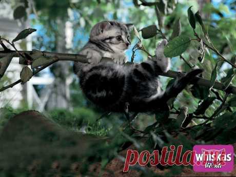 whiskas cats 3 54