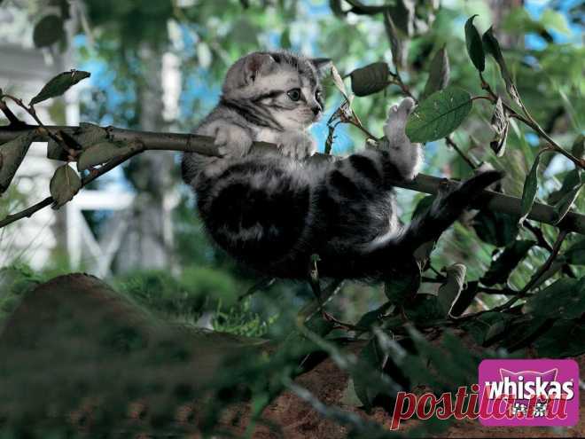 whiskas cats 3 54