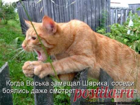 Замещает. | KotoMail.ru