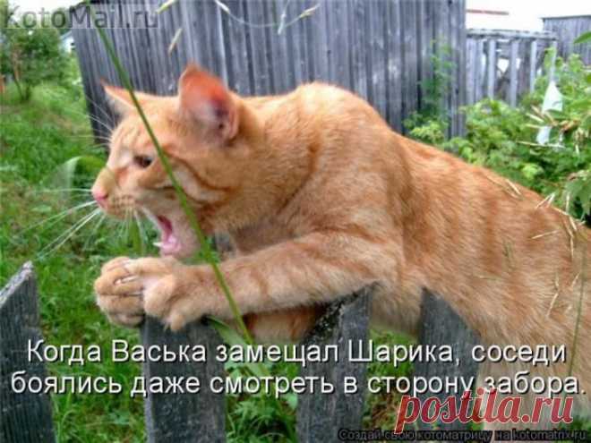Замещает. | KotoMail.ru
