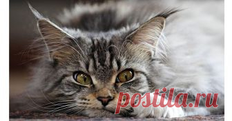 Дневник кота ДНЕВНИК КОТА (Один день из жизни…) Утро. Эта дура встала, Волосенки почесала, Сонно в ванную ползет – Там ее подарок ждет. Не в горшке, а как обычно На пол я наделал лично. Пусть позлится, убирая – С добрым утром, дорогая! День...