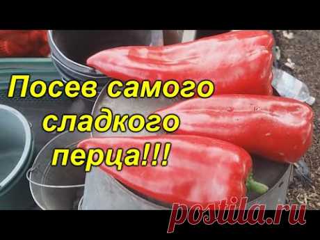 Посев двух СУПЕР сладких гибридов перца! Слаще этого перца просто нет!