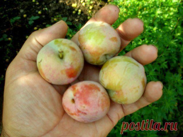 8 причин, почему не плодоносит слива и что с этим делать Ваша слива не плодоносит, и вы не знаете, как помочь растению в этой ситуации? Плоды могут отсутствовать на дереве по нескольким причинам. Давайте разберемся в самых частых из них и узнаем, как застав...