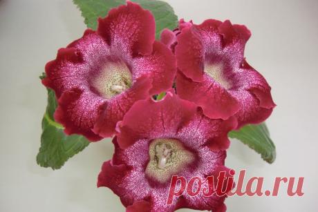 Глоксиния — чудесный граммофон | Дачный участок
