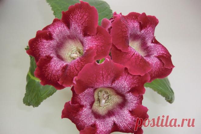 Глоксиния — чудесный граммофон | Дачный участок