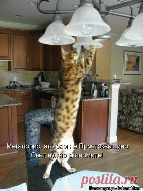 Новая котоматрица