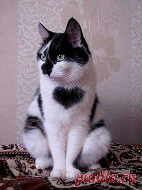 uCrazy.ru ------

Котэ --Сердцеед!