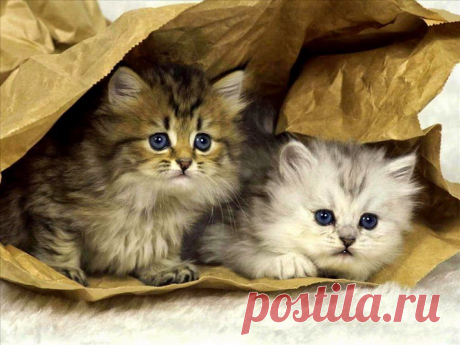 Google+