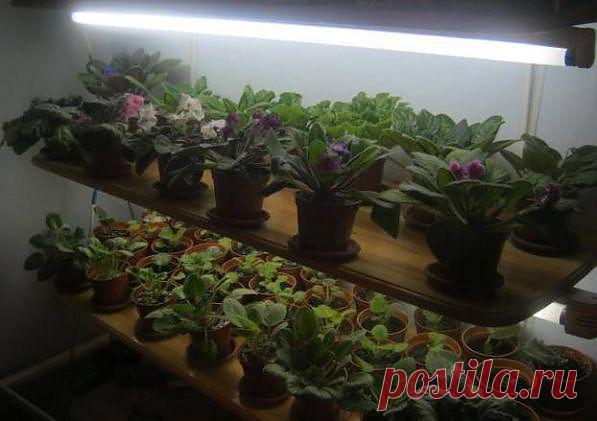 Полочки для фиалок

Прошлой осенью я загорелась полочками, которые нужны мне под фиалки. Не как не могла придумать как можно создать то , что мне действительно будет по душе, чтобы не сильно было дорого и не сильно громоздко. Я решила начать с того, сколько фиалок у меня будет там стоять, какую и как лучше прикрепить туда лампу. От туда я высчитала каким размером должна у меня быть лампа, на базаре нашла обычные лампы ЛБ 40 . Мощность самой лампы должна не превышать этой цифры, после давай дум