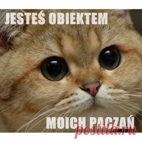 Polubienia: 15.1 tys., komentarze: 188 – Suchar Codzienny (@sucharcodzienny) na Instagramie: „Daj ❤️ dla obiektu swoich paczań! #suchar #codzienny #sucharcodzienny”