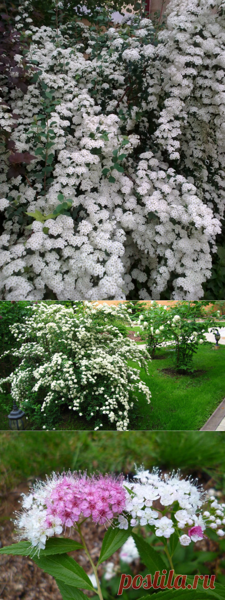 Спирея: правильный уход, сорта, размножение, 20 фото примеров от садоводов + видео